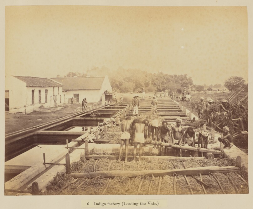 Indigo factory (Loading the Vats)