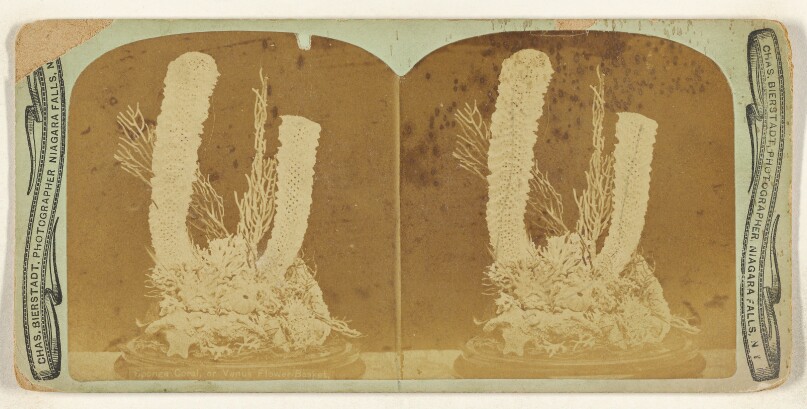 Sponge Coral, or Venus Flower Basket
