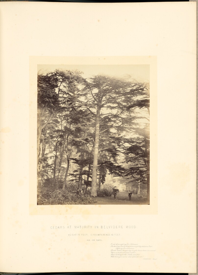 Cedars at Maturity in Belvidere Wood