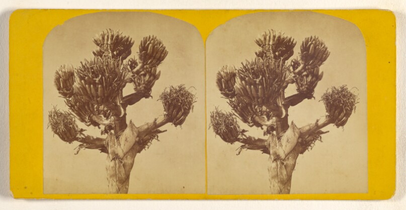 [Unidentified desert plant with buds]