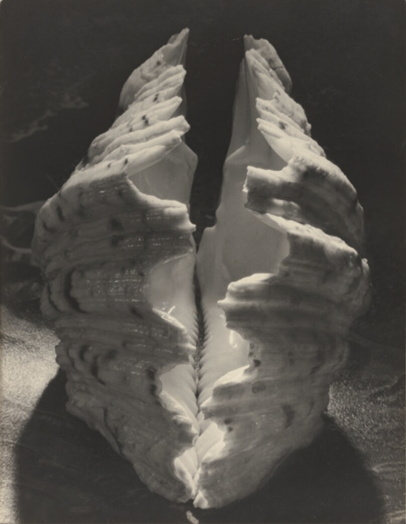 Bear Claw