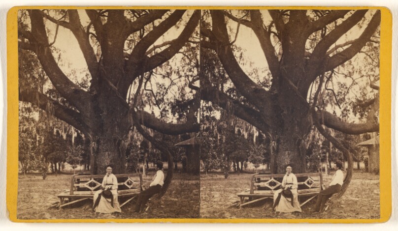 The Largest Oak in Florida, on the Grounds of Mrs. Mitchell, near Jacksonville, Fla.