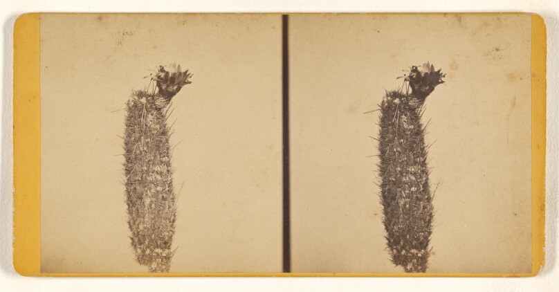 [Prickly pear cactus]