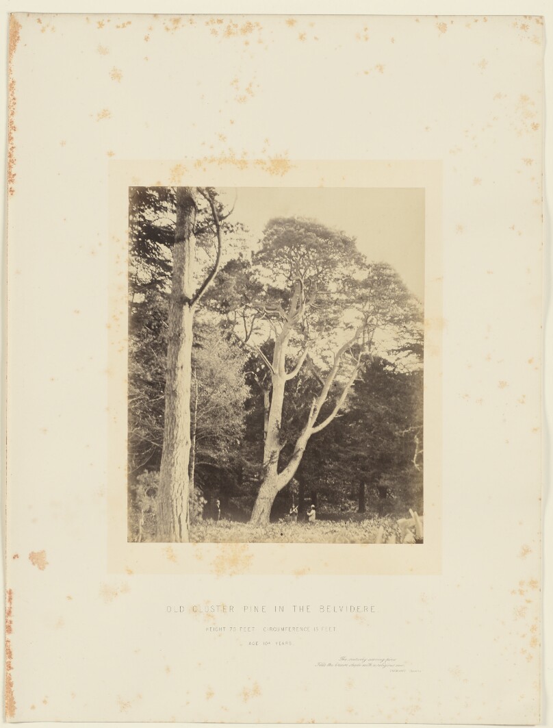 Old Cluster Pine in the Belvidere