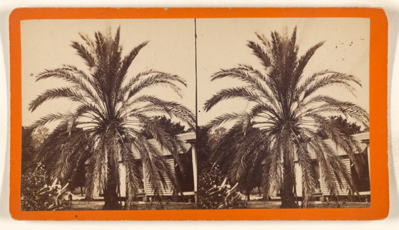 [Date Palm]