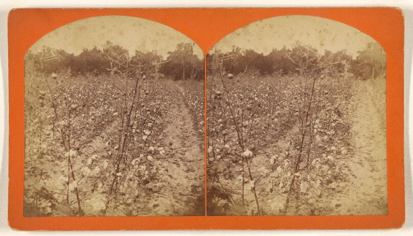 Cotton Field. After The Catapiller's [sic] Visit.