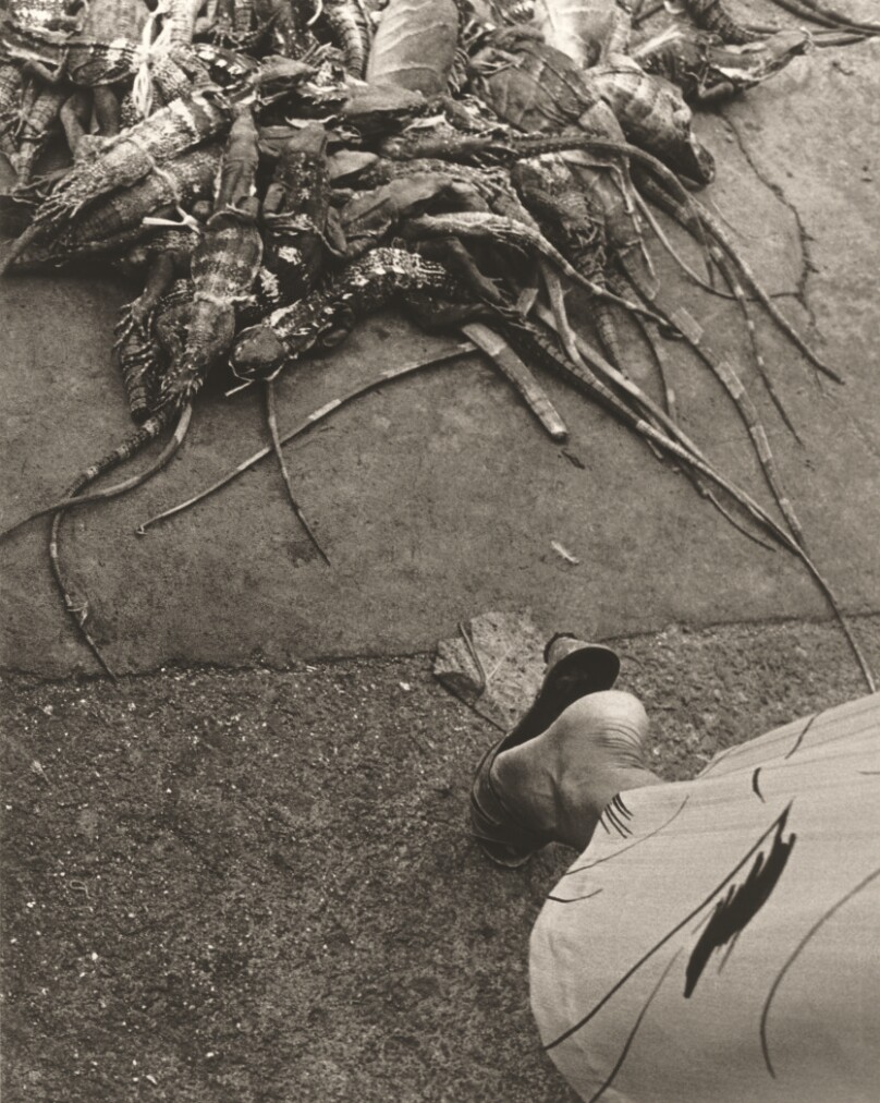 Iguanas