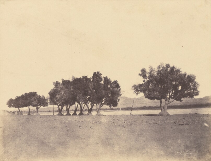 [Etudes de sycomores, Korosko]