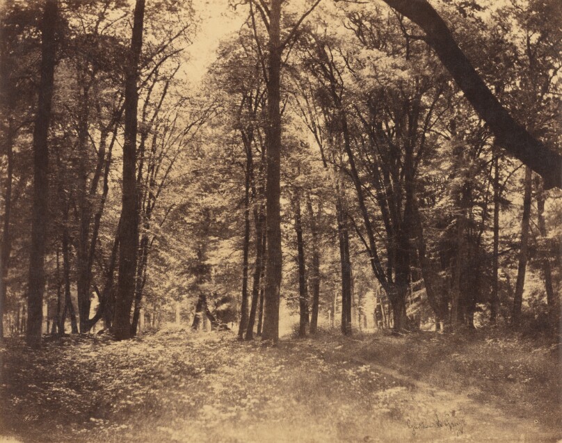 Forest Scene