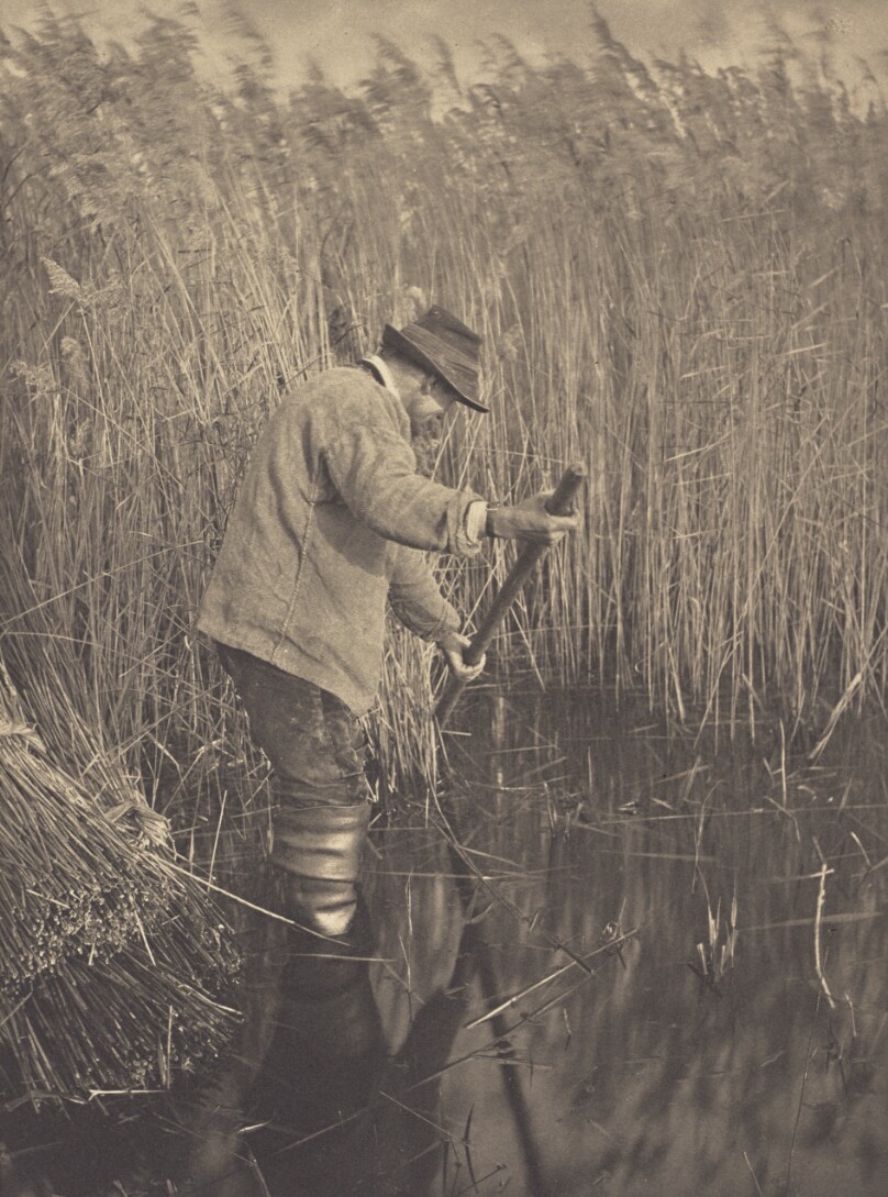 A Reed-Cutter at Work