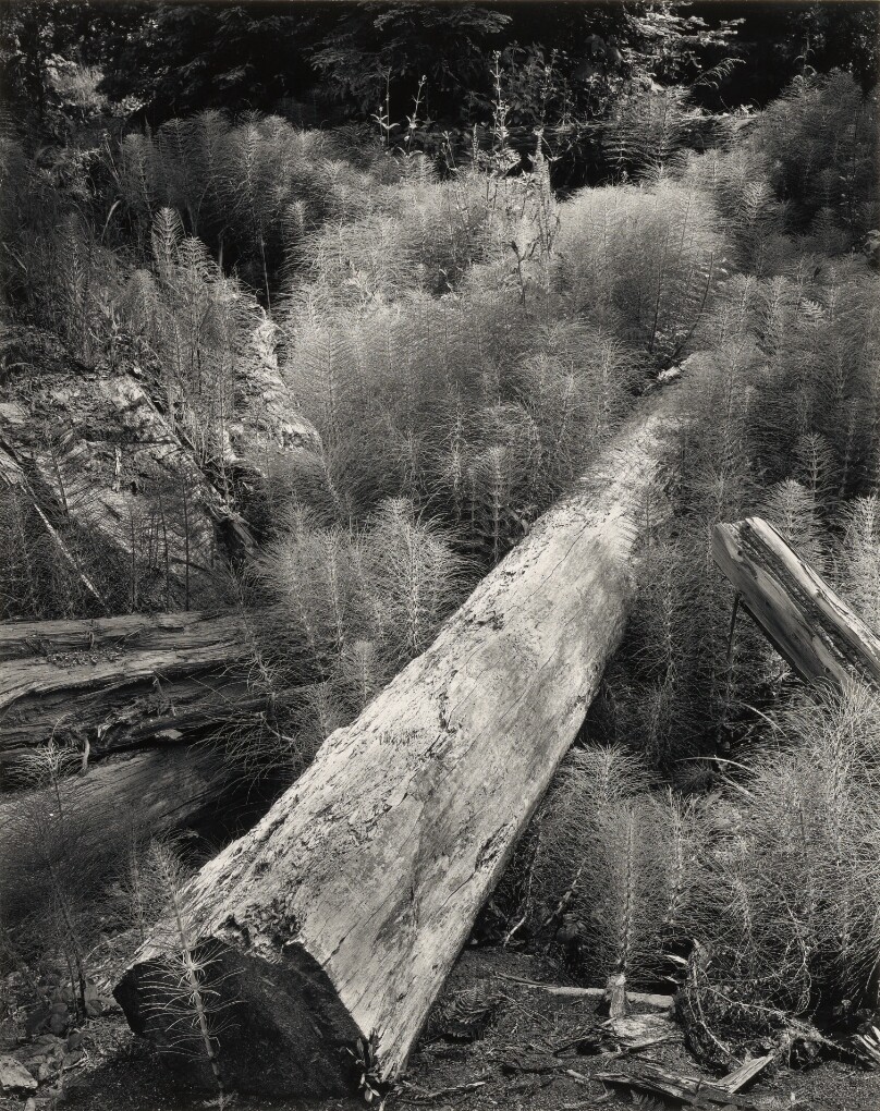 Log and Horsetails