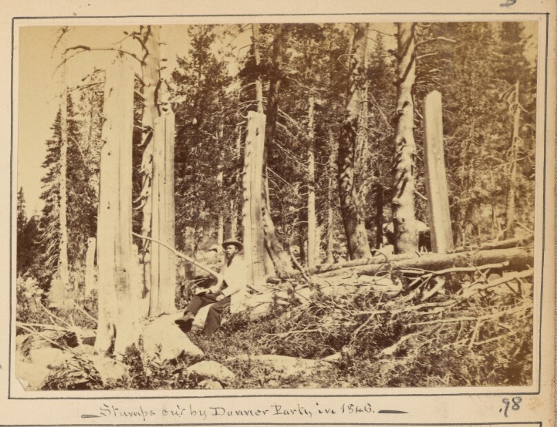 Stumps cut by Donner Party in 1846, Summit Valley.