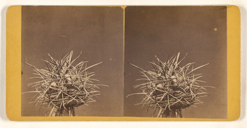 [Unidentified cactus]