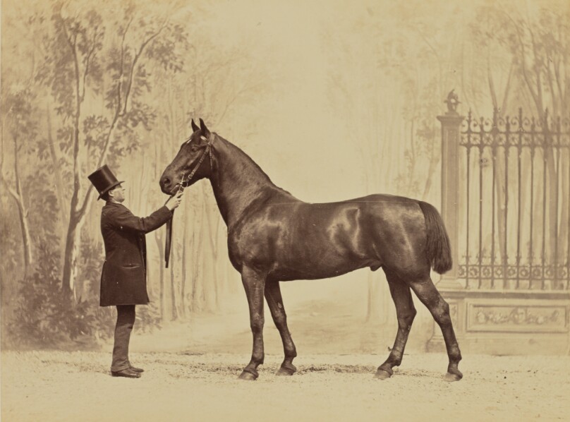 Lahore, cheval d'attelage normand au Marquis d'Aligre, 1er Grand Prix Extraordinaire à l'Exposition Hippique Française en 1866