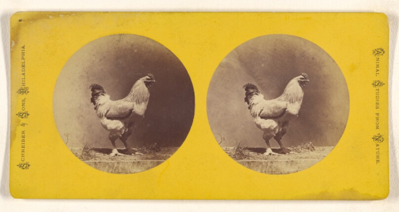 [Chicken]
