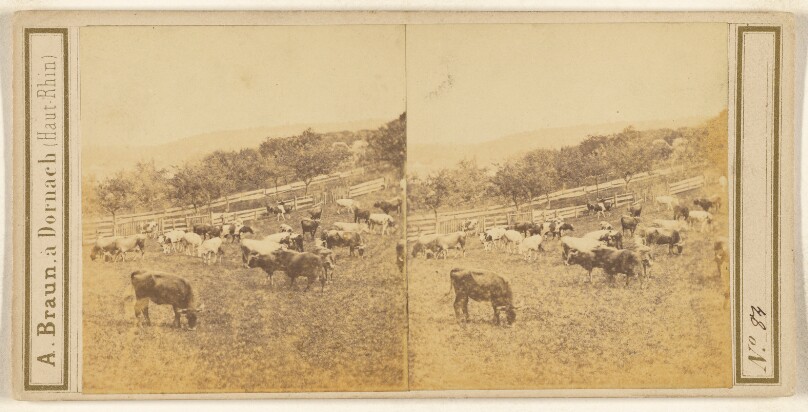 [Pastoral scene with cattle]