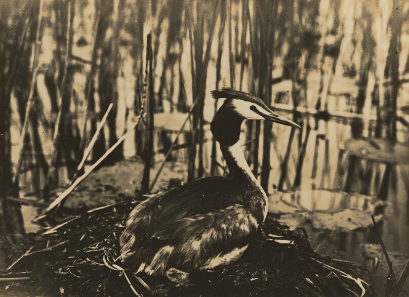 Nesting Grebe