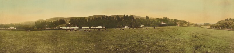 [Panoramic view of cows at pasture]