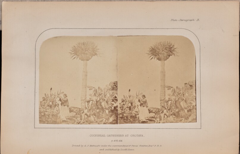 Cochineal gatherers at Orotava