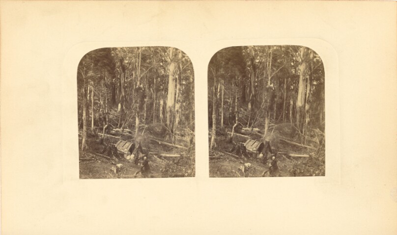 Forest in Tasmania