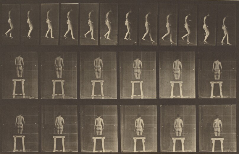 Animal Locomotion
