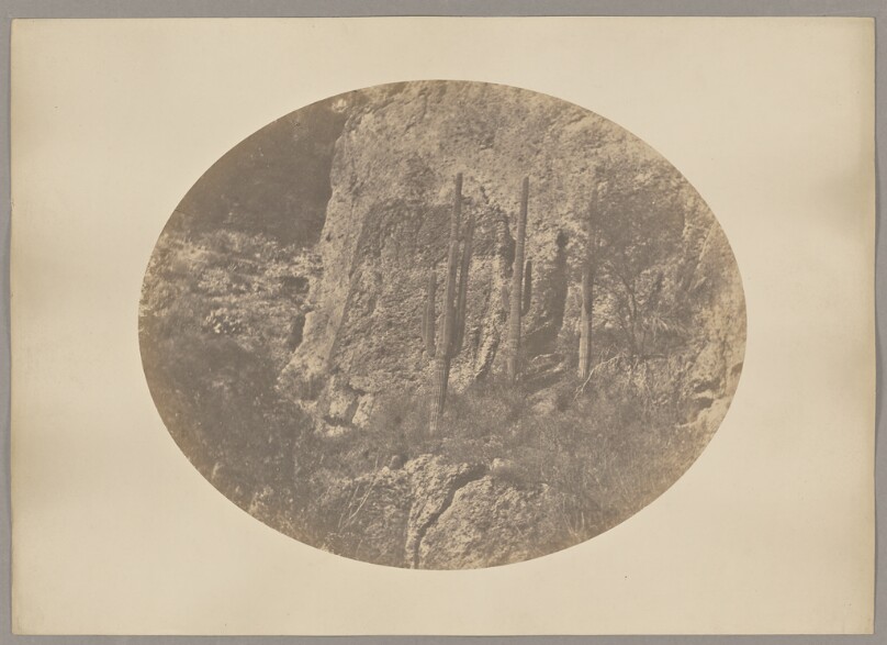 [Landscape with cacti]