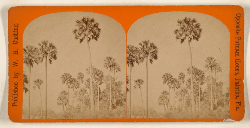 [Palm trees, Florida]