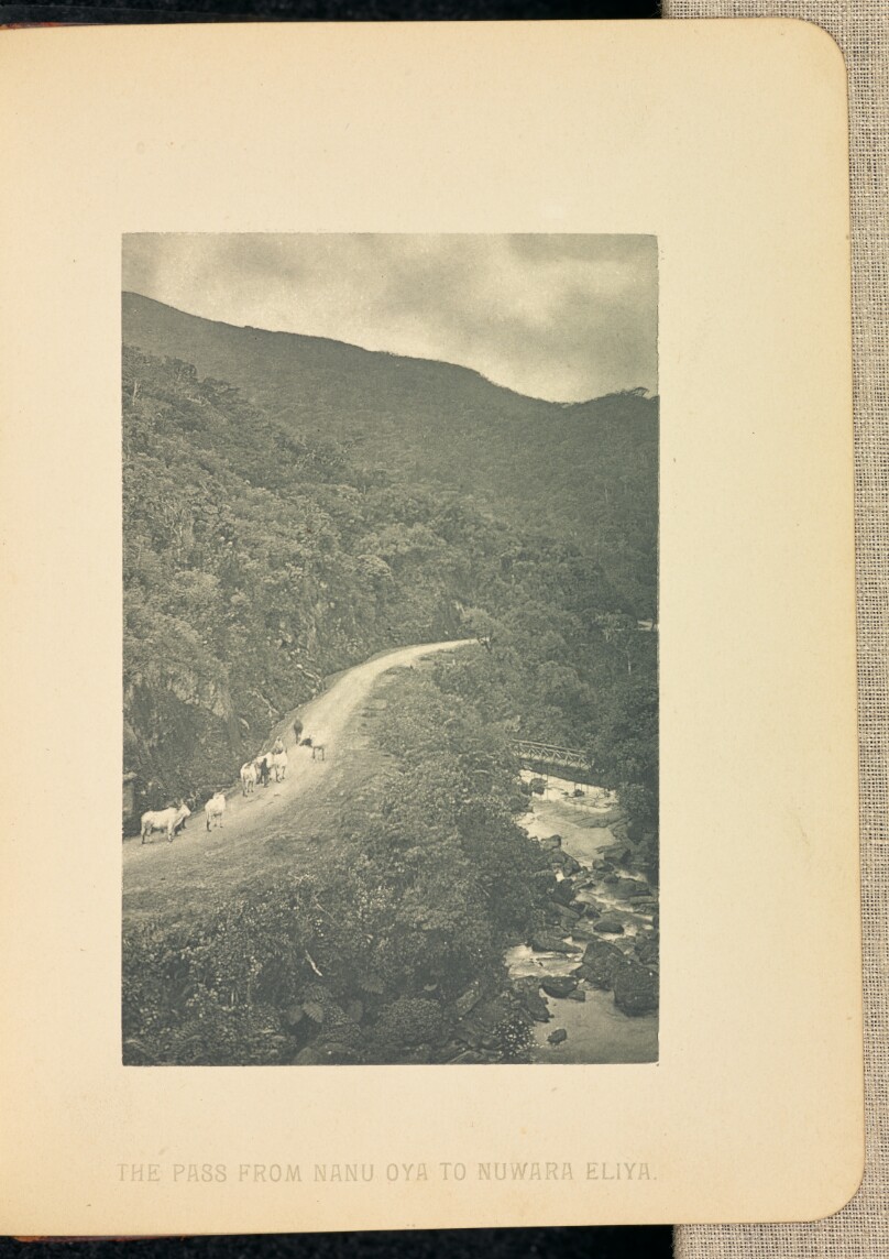 The Pass from Nanu Oya to Nuwara Eliya