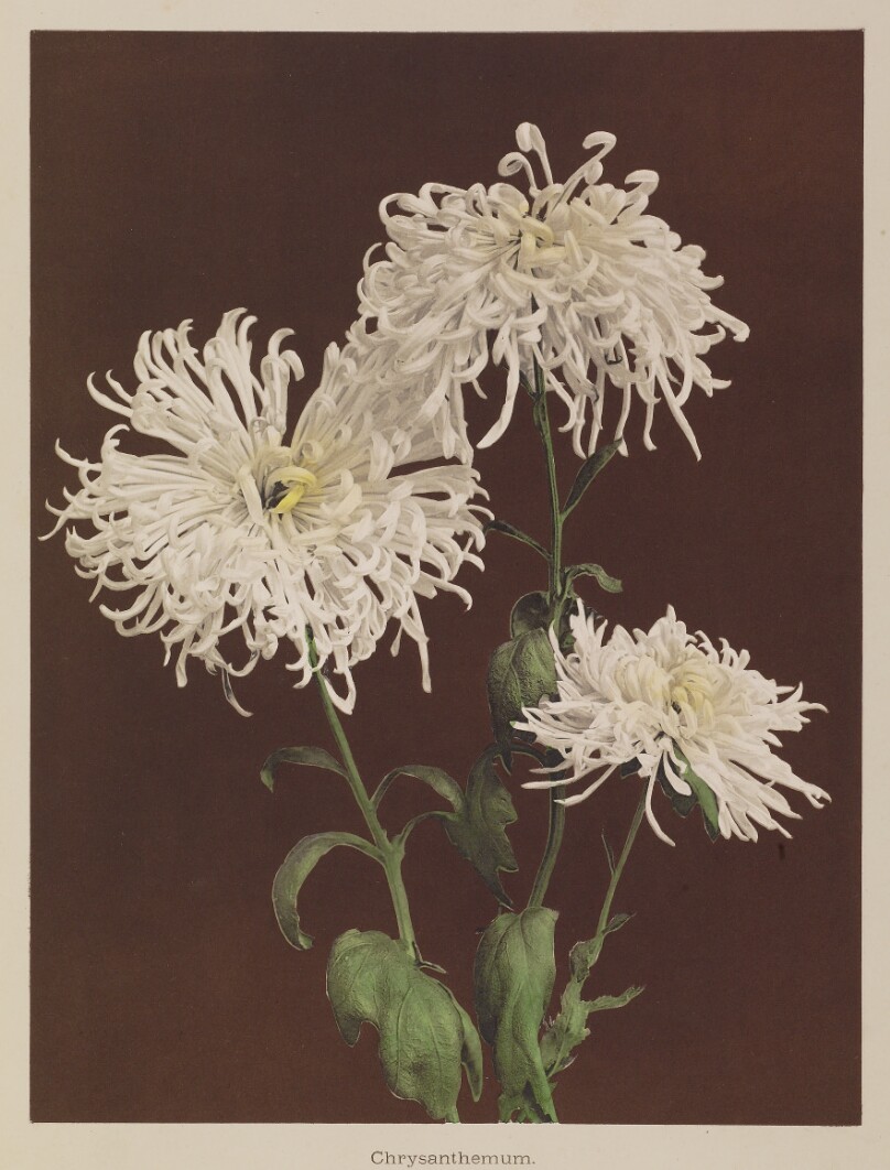 Chrysanthemum