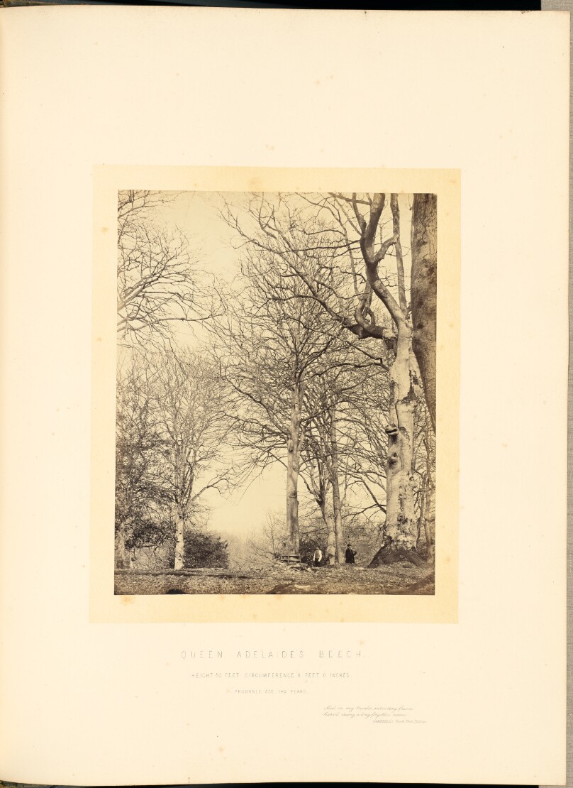 Queen Adelaide's Beech