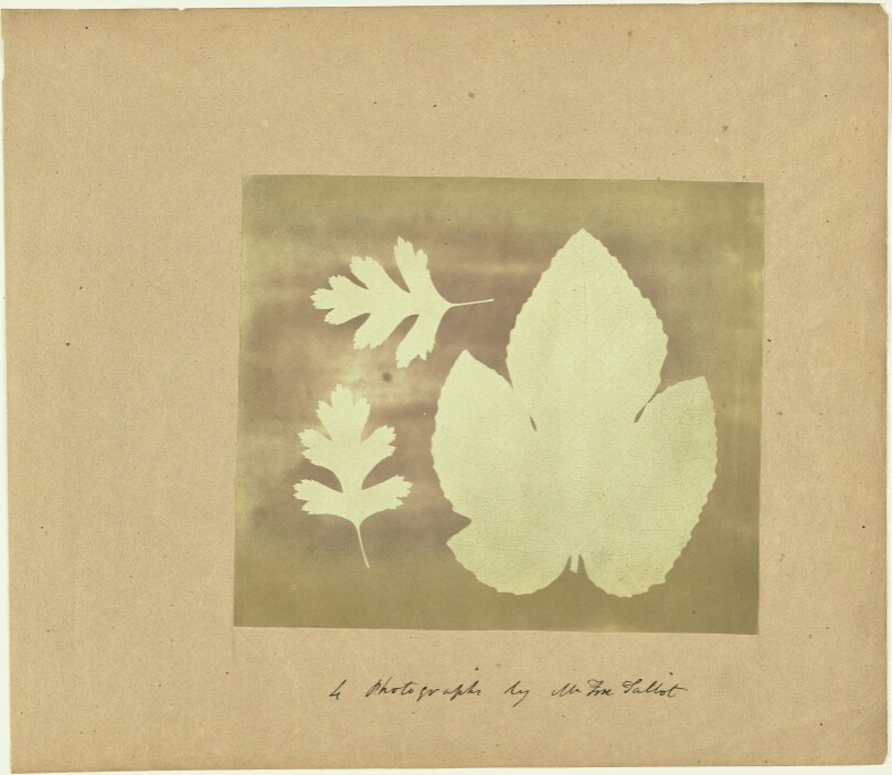 [Two Hawthorn Leaves and a Fig Leaf]]