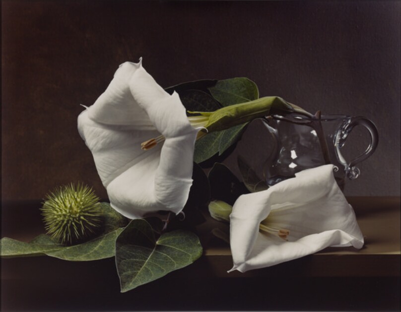Early American, Jimson Weed