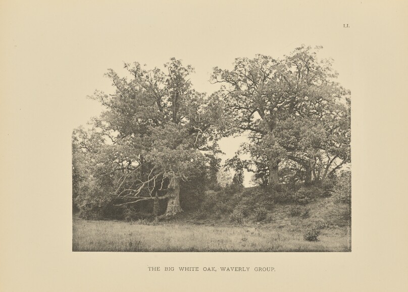 The Big White Oak, Waverly Group