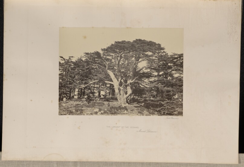The Largest of the Cedars, Mount Lebanon