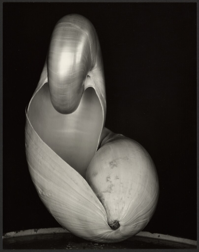 Shell