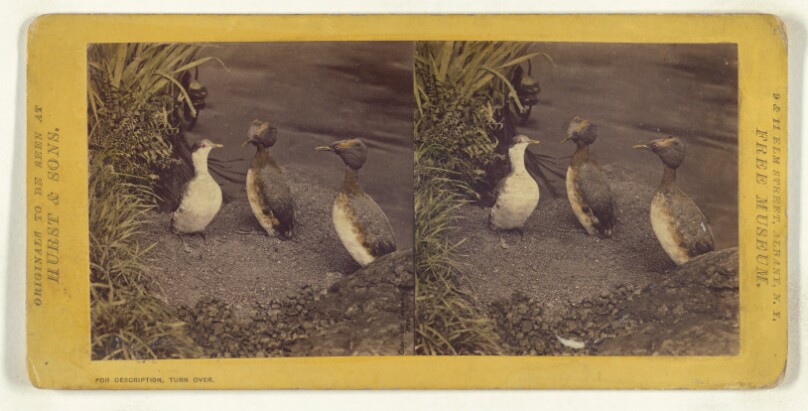 Class II, Order V. Lobipedes. Family Podicipidae. Horned Grebe...