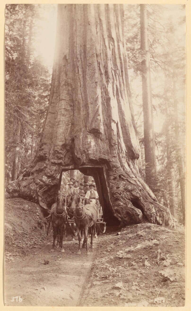 Wawona. showing stage in the tree (diameter, 30 feet). Mariposa Grove.