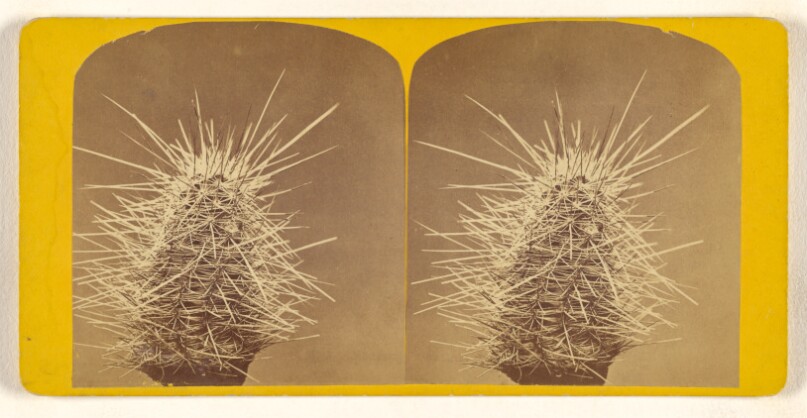 [Unidentified cactus]