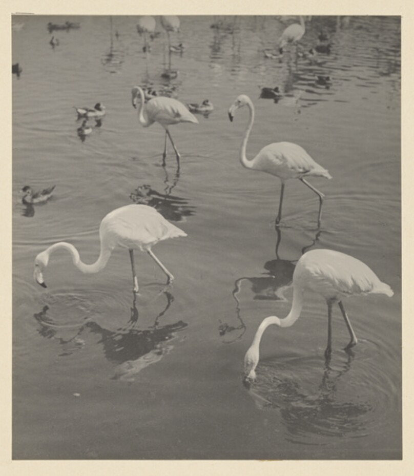 Parc Zoologique de Vincennes