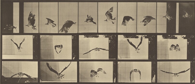 Animal Locomotion