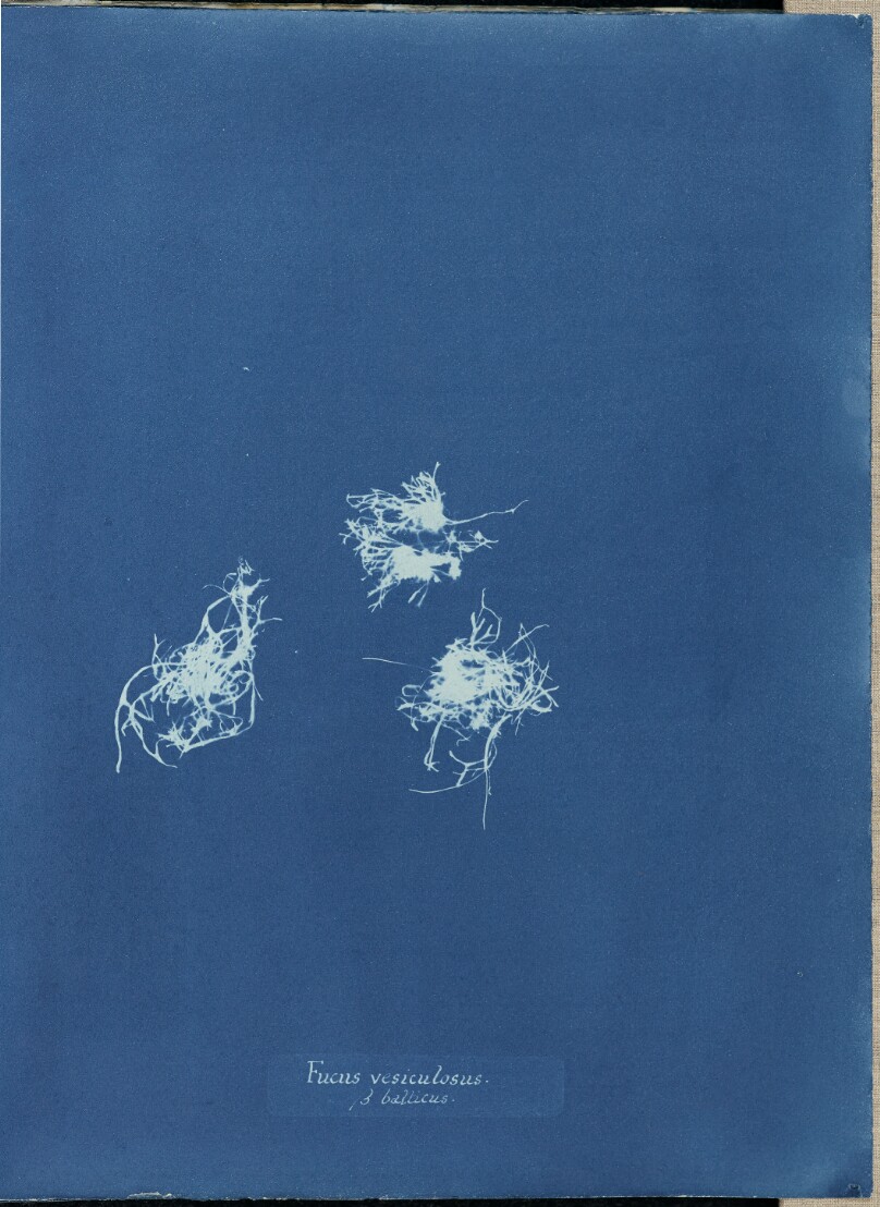 Anna Atkins