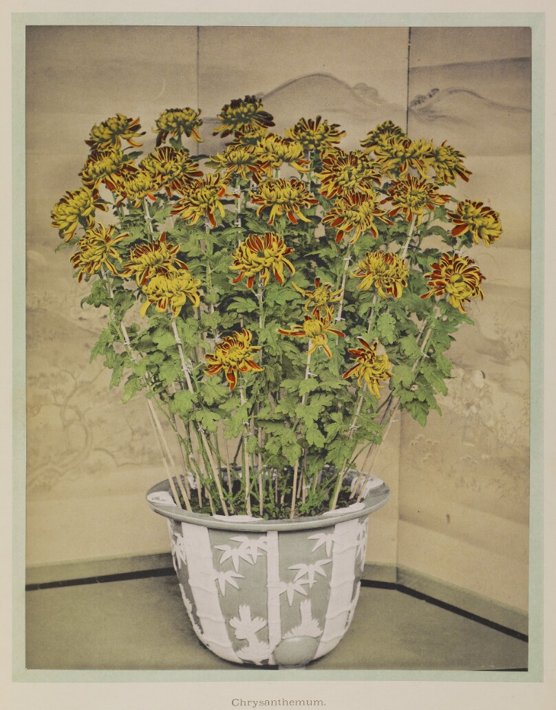 Chrysanthemum