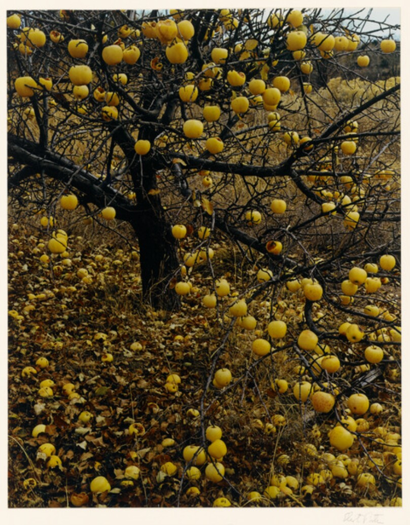 [Frostbitten Apples, Tesuque, New Mexico]