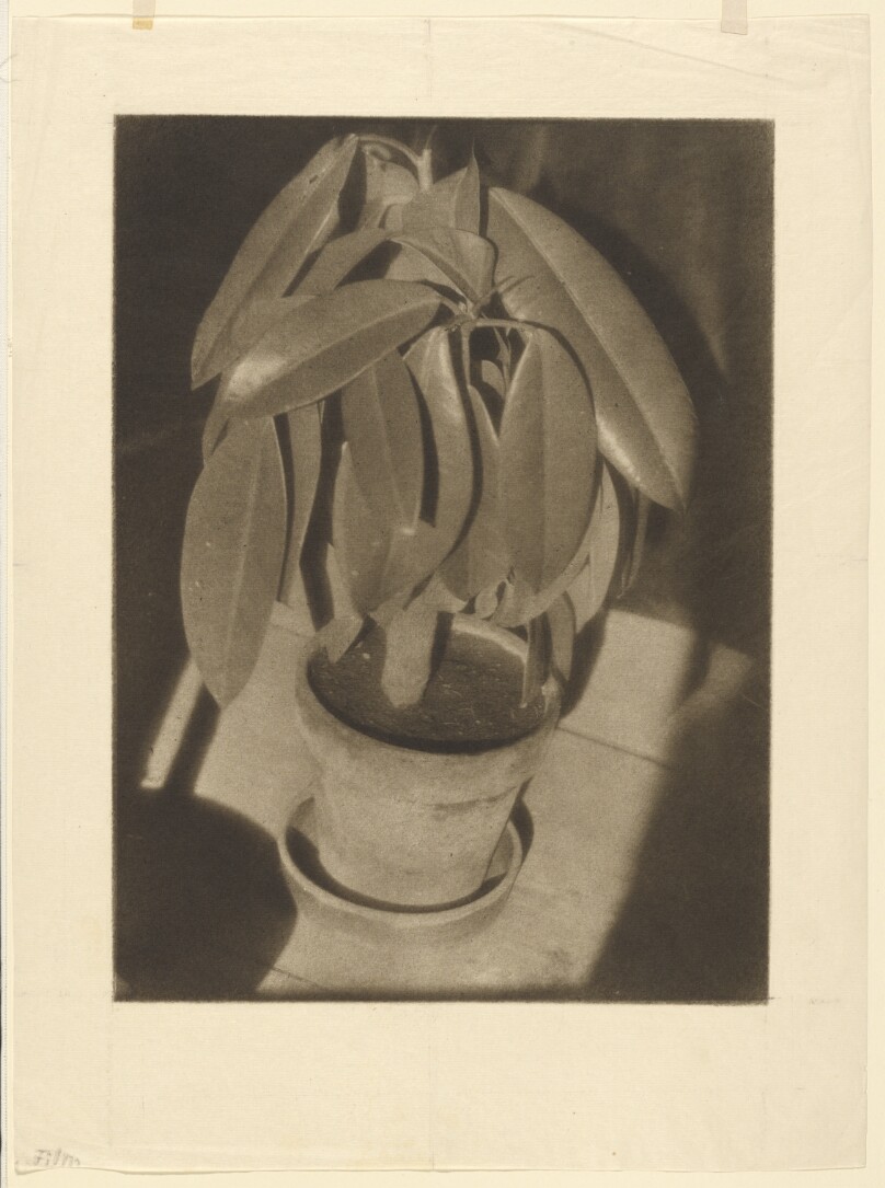 Rubber Tree (Gummibaum)