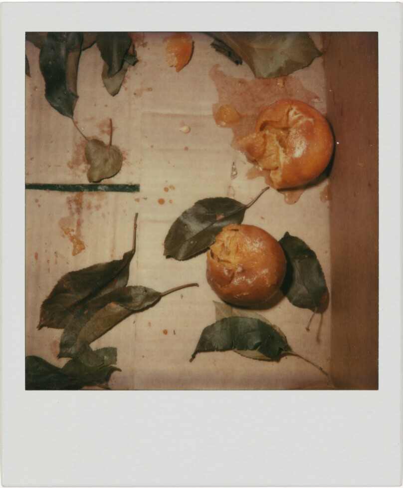 Untitled (Tangerines and Leaves, Boston, MA)