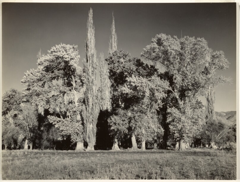 Grove, Bishop, California