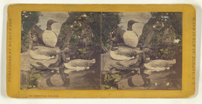 [Class II, Order VI, Natatores. Family Colymbidae. Great Loon or Diver...]