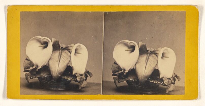 Calla Lilies.