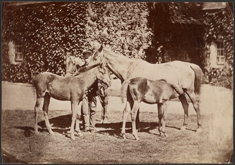 [Horses and Foals]
