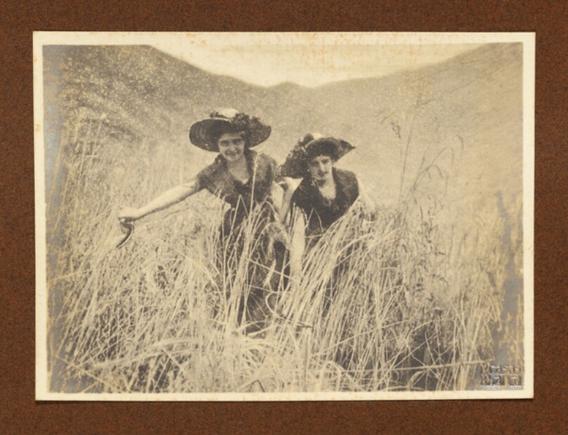 [Harvesting wheat]